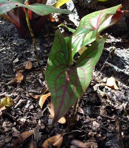 Cyrtosperma Species