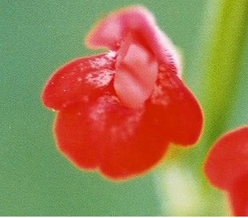 Salvia Species, Giant Brazilian Sage