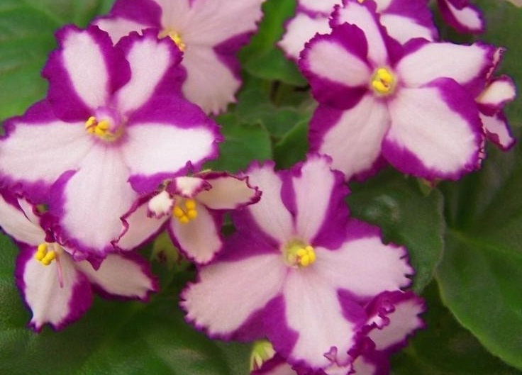 African Violet Kiwi Dazzler