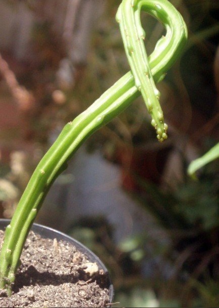 Selenicereus Species