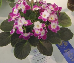 African Violet 'Optimara Da Vinci'