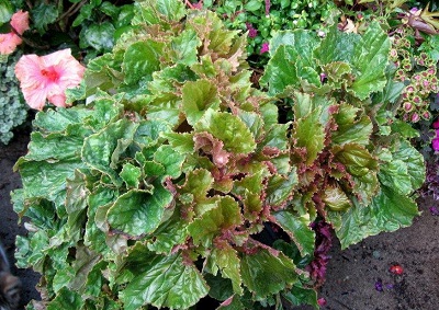 Begonia Cultivar, Rhizomatous Begonia Wimauma