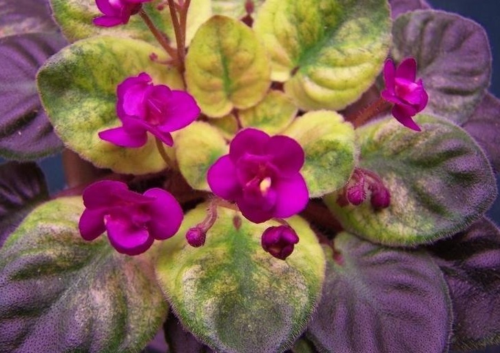 African Violet Robs Bed Bug