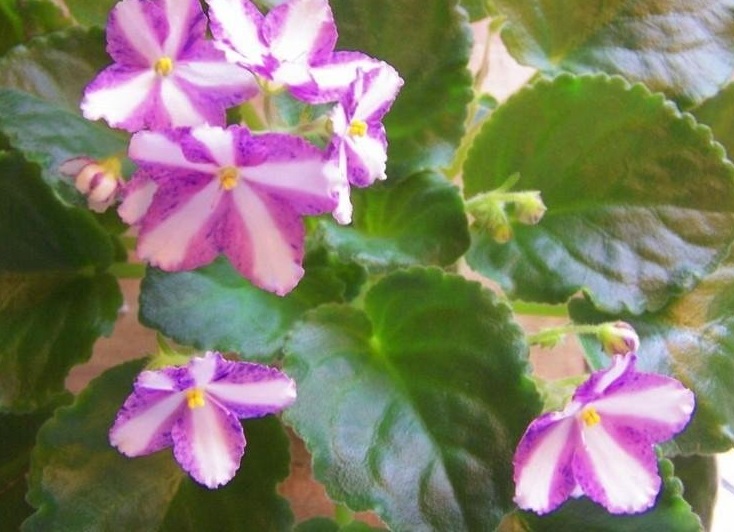 African Violet Kilauea
