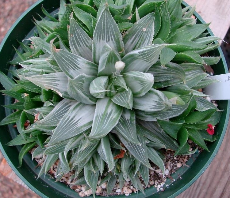 Haworthia White Ghost