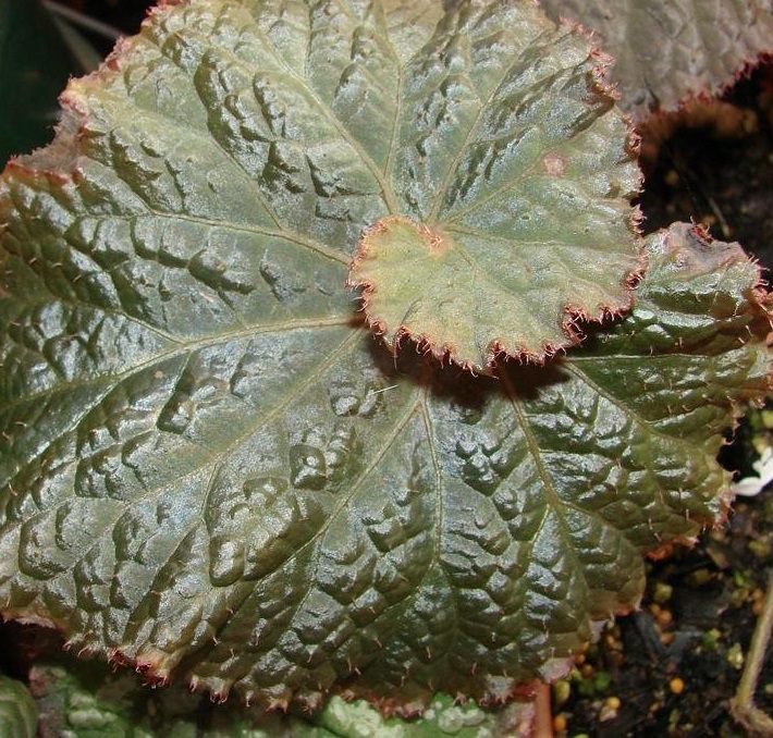 Begonia, Rex-cultorum Begonia Midnight Magic