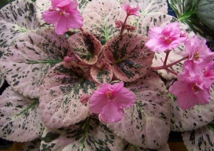 African Violet Wranglers Pink Patches