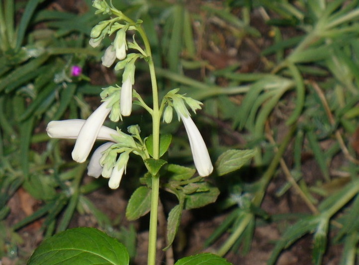 Cape Fuschia Snow Queen