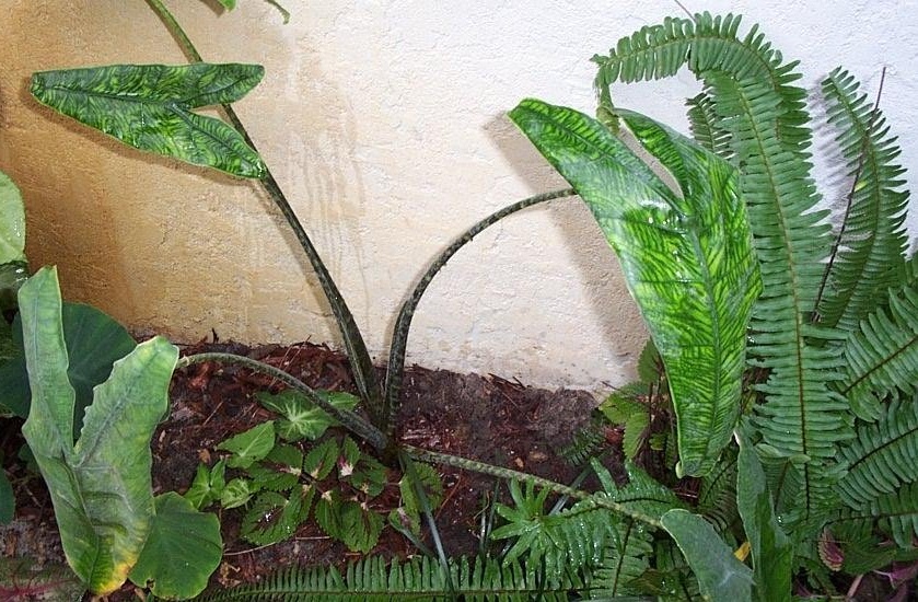 Alocasia, Elephant Ear Reticulata