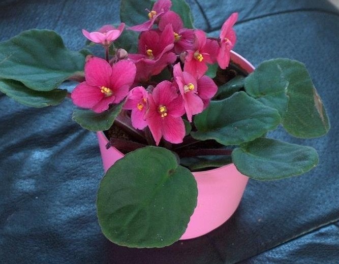 African Violet Optimara Indiana