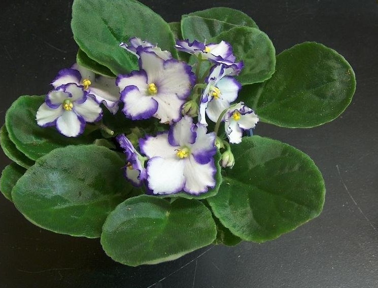 African Violet Optimara Chico