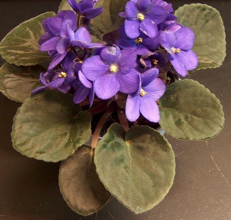 African Violet Elevien