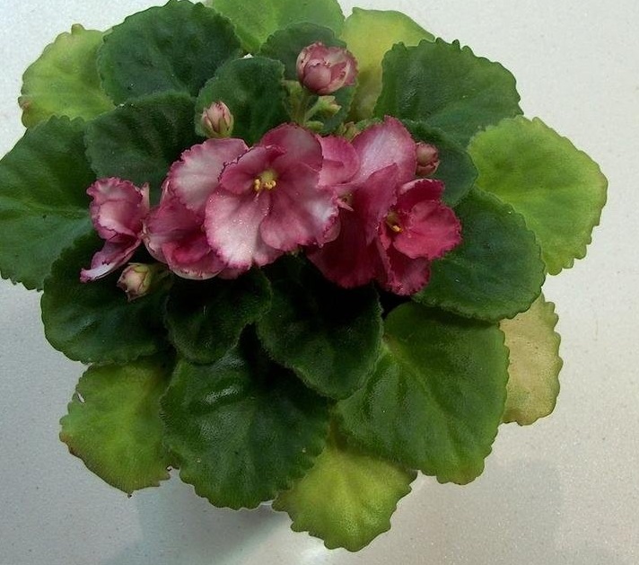 African Violet Rhapsodie Susi