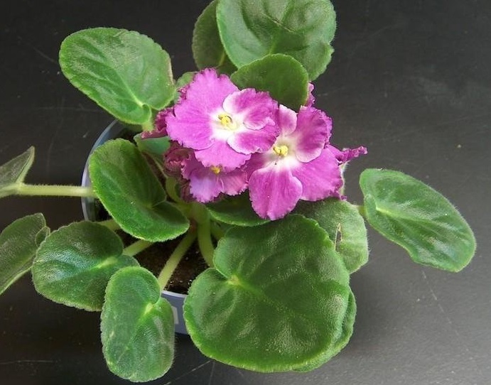 African Violet Optimara Seurat