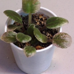 African Violet 'Marshlands'
