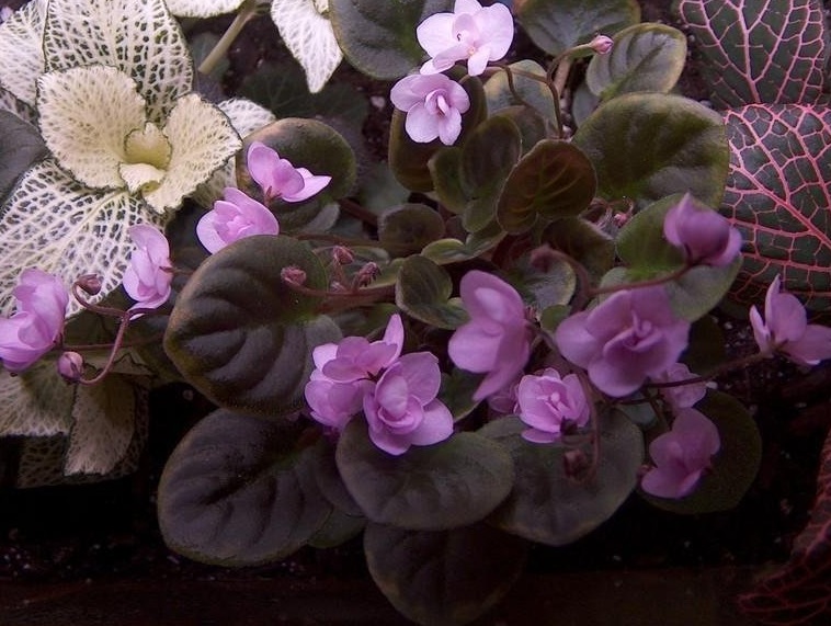 African Violet Mini Papa