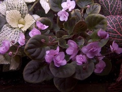 African Violet 'Mini Papa'