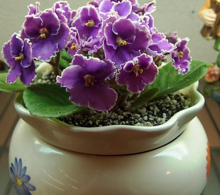African Violet Ultra Violet Flash