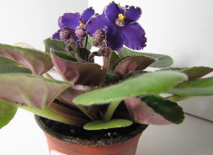 African Violet Optimara Maui