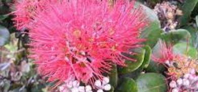 Metrosideros Species, Lehua