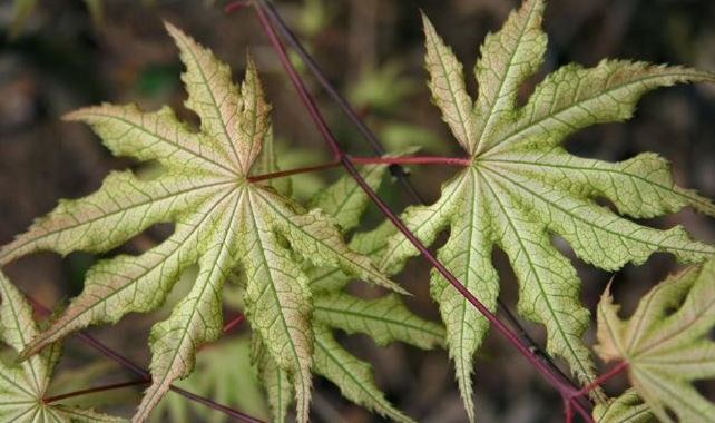 Acer, Japanese Maple Aka Shigitatsu Sawa