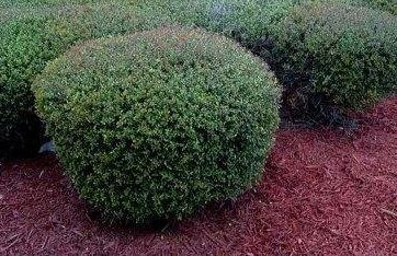 Yaupon Holly Schillings Dwarf