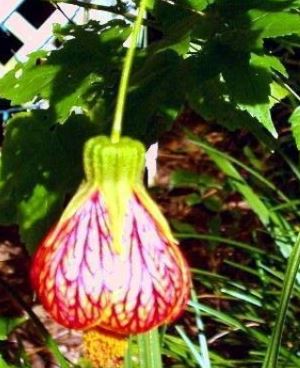 Abutilon, Flowering Maple Melon Sorbet