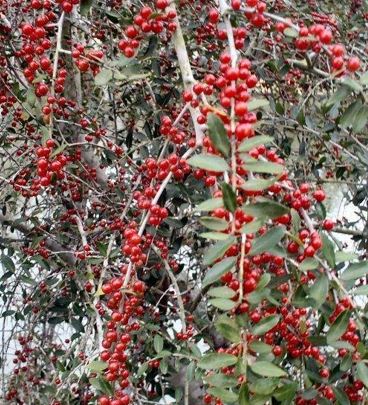 Yaupon Holly Pendula