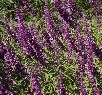 Salvia, Dwarf Mexican Bush Sage Santa Barbara
