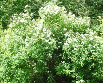 Spiraea Species, Virginian Meadowsweet
