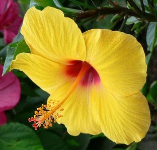 Hibiscus Species, Yellow Hibiscus
