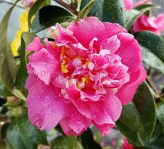 Common Camellia, Japanese Camellia Kumasaka