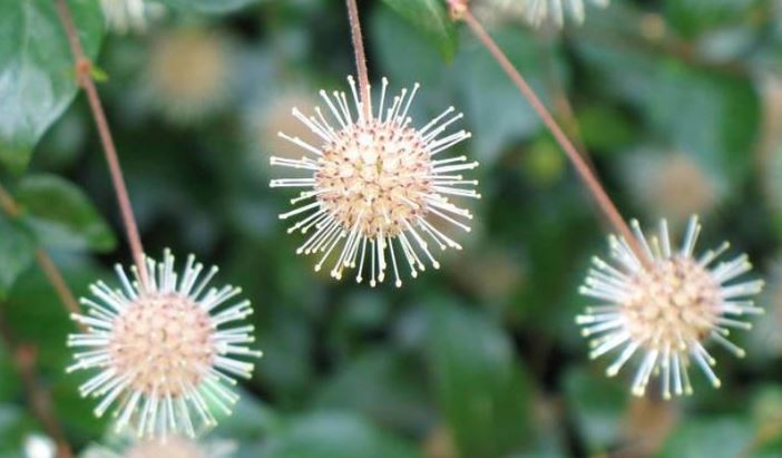 Glossy Adina, Chinese Buttonbush