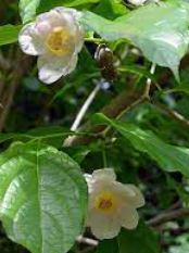 Calycanthus Species, Chinese Sweetshrub, Chinese Wax Shrub