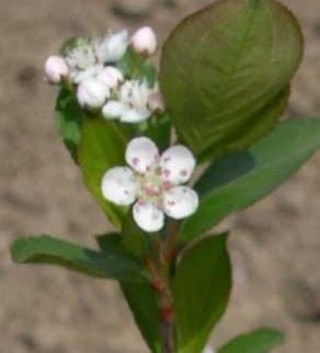 Aronia, Black Chokeberry Autumn Magic