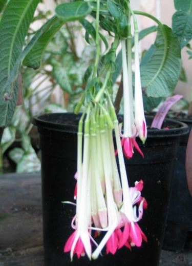 Fuchsia, Bolivian Fuchsia, Ladys Eardrops Alba
