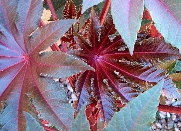 Purple Castor Bean New Zealand Purple