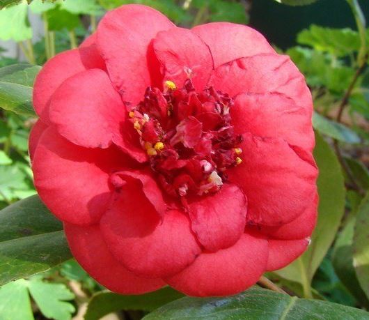 Common Camellia, Japanese Camellia April Tryst