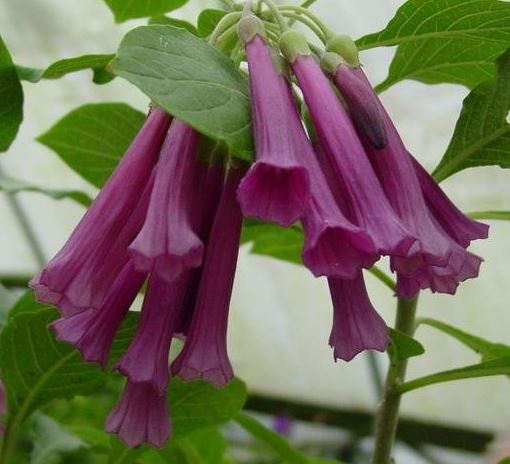 Iochroma, Tubeflower, Violet Churur Plum Beauty