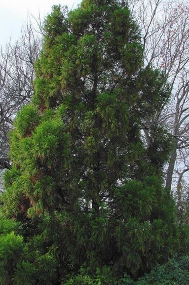 Japanese Cedar Yoshino