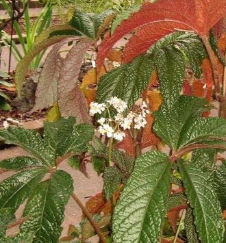 Begonia, Shrub Begonia Paul Hernandez