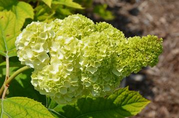 Oakleaf Hydrangea Vaughns Lillie