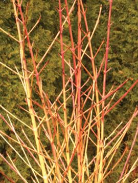 Yellowtwig Dogwood Arctic Sun