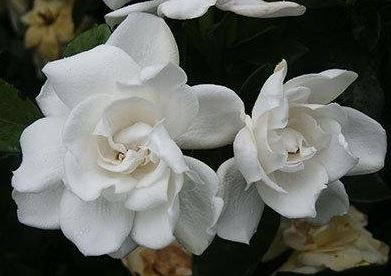 Gardenia, Cape Jasmine, Gandharaj Chuck Hayes