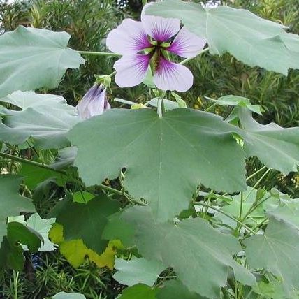 Malva Species, Tree Mallow, Sea Mallow
