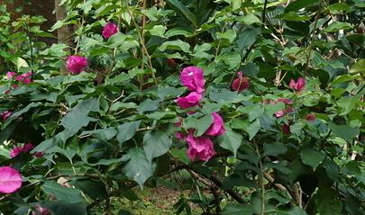 Bougainvillea Vera Deep Purple