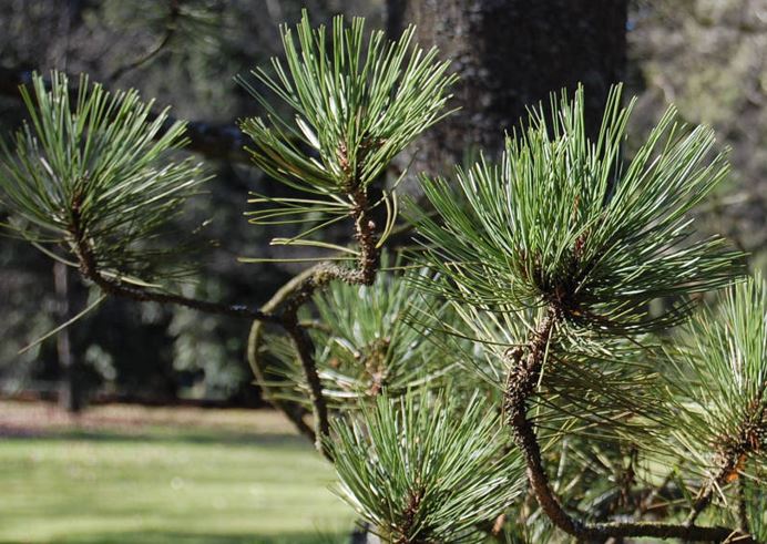Bosnian Pine