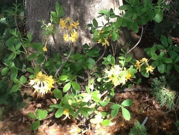Rhododendron, Deciduous Azalea Admiral Semmes