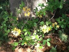 Rhododendron, Deciduous Azalea 'Admiral Semmes'