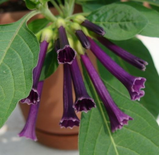 Iochroma, Tubeflower, Violet Churur Royal Queen